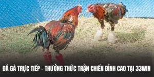 da-ga-truc-tiep-thuong-thuc-tran-chien-dinh-cao-tai-33win