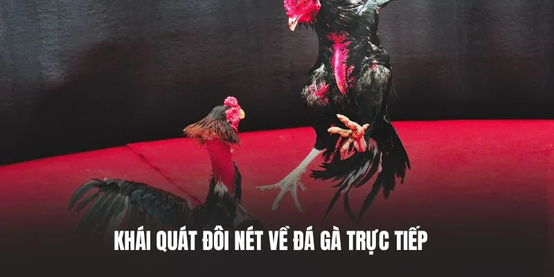 Khái quát đôi nét về đá gà trực tiếp