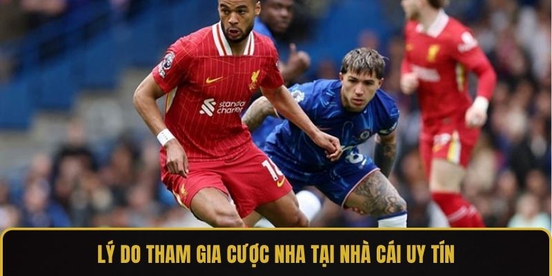 Lý do tham gia cược NHA tại nhà cái uy tín