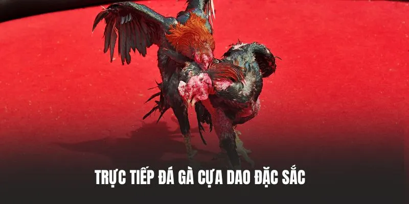 Trực tiếp đá gà cựa dao đặc sắc